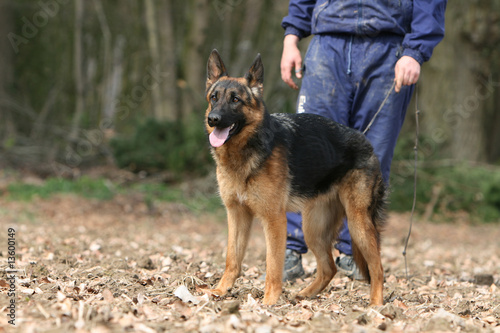 berger allemand en promenade dans la forêt avec son maître © Dogs