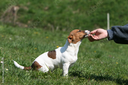 jack russell assis dans le jardin se faisant gratter le menton photo