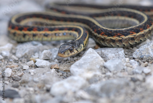 Garter Snake © Rusty Dodson