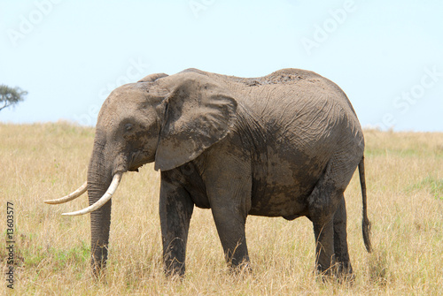 African elephant  standing in a grass