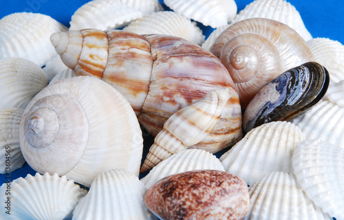 Muscheln auf blau mit Schneckenhaus photo