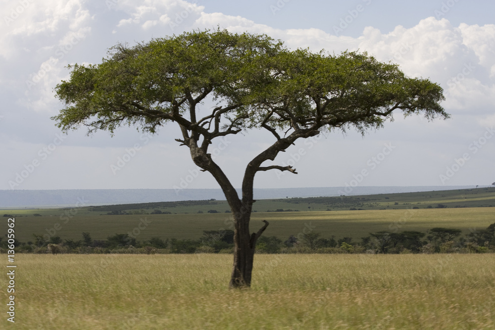 Tree on Masai Mara