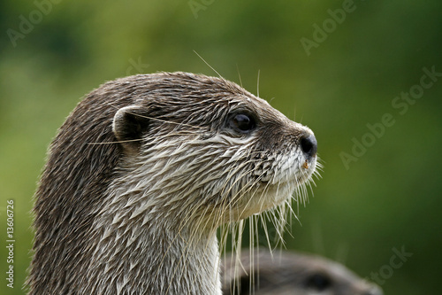 Zwergotter, Fingerotter (Aonyx cinerea), Asian Otter