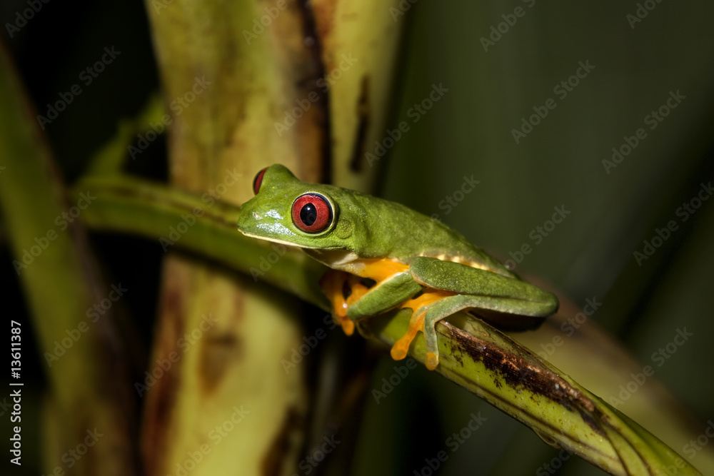 Red-eyed Leaf Frog IV