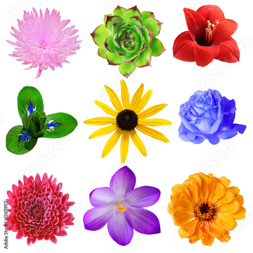 Fototapeta Naklejka Na Ścianę i Meble -  Flower Set