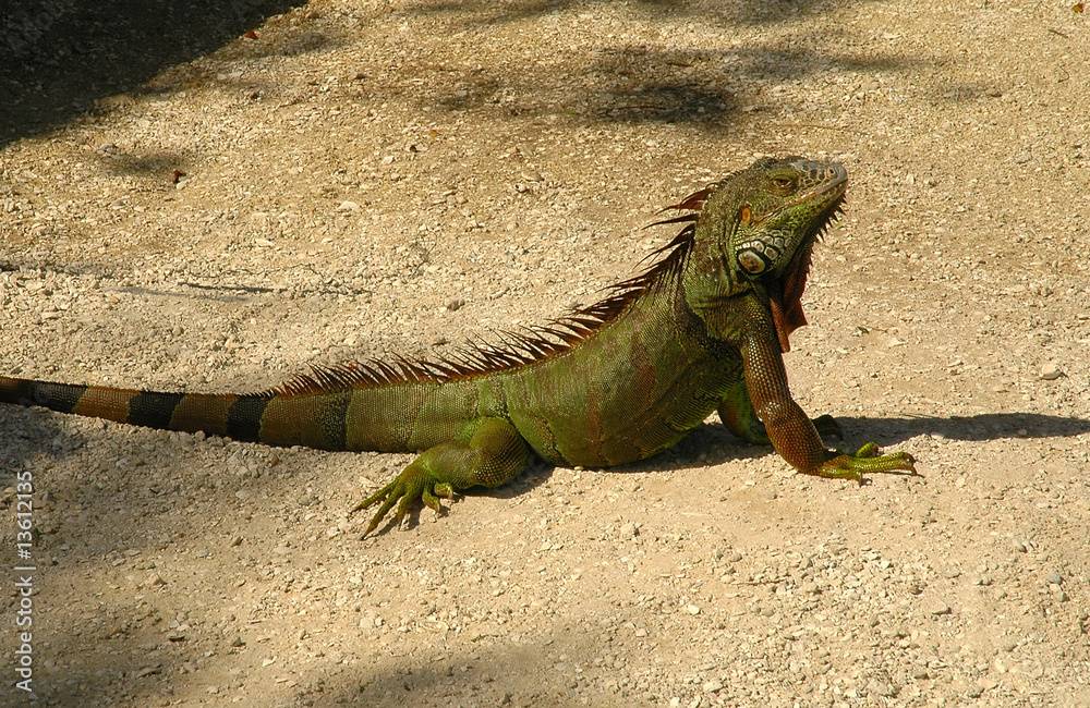 Fototapeta premium Iguana