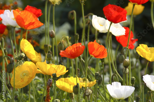 coquelicots