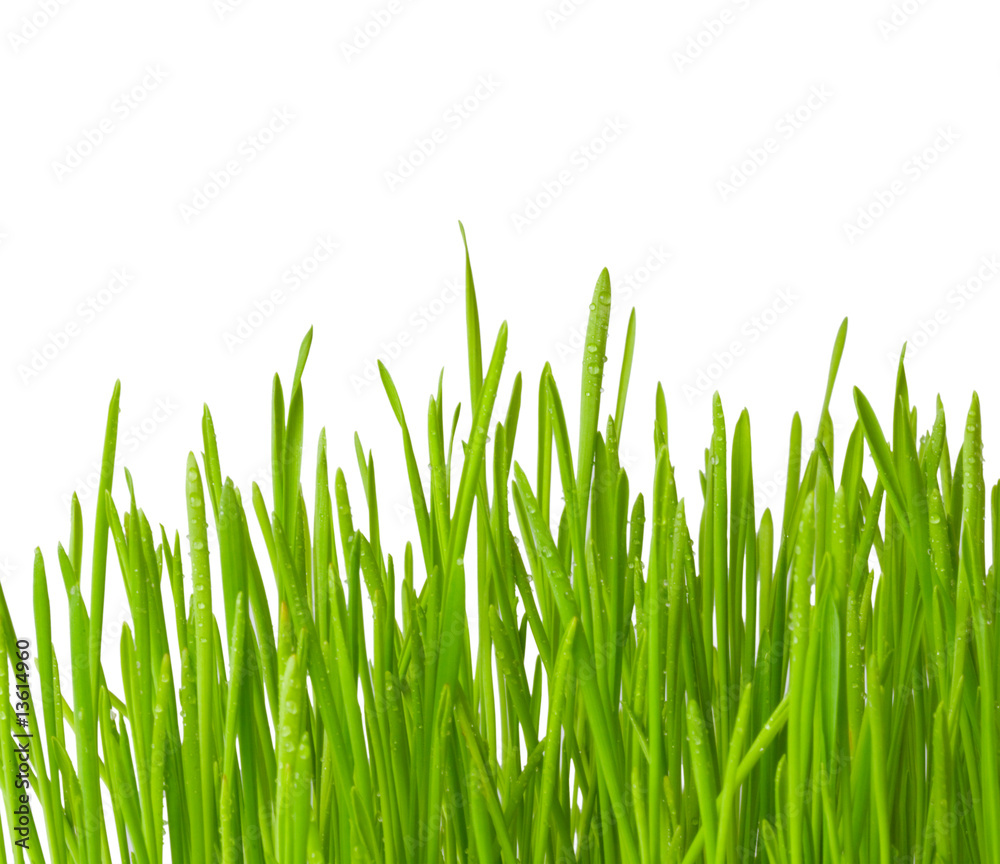 Water drops on a grass. Close up Water drops on a grass. Close up