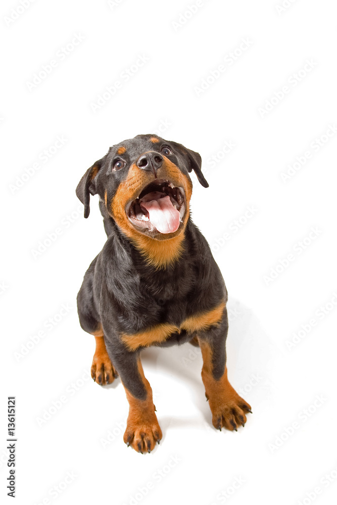 Fototapeta premium Rottweiler