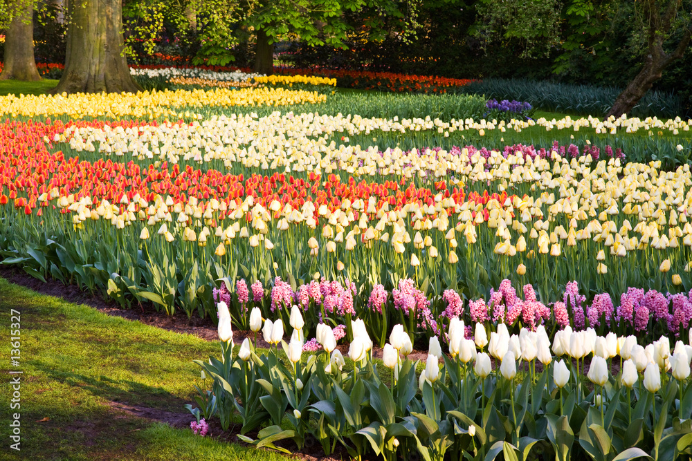 A field of colorful tulips and hyacinths A field of colorful tulips and hyacinths