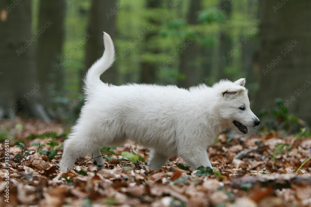 chiot berger blanc suisse marchant de profil à la campagne chiot berger blanc suisse marchant de profil à la campagne