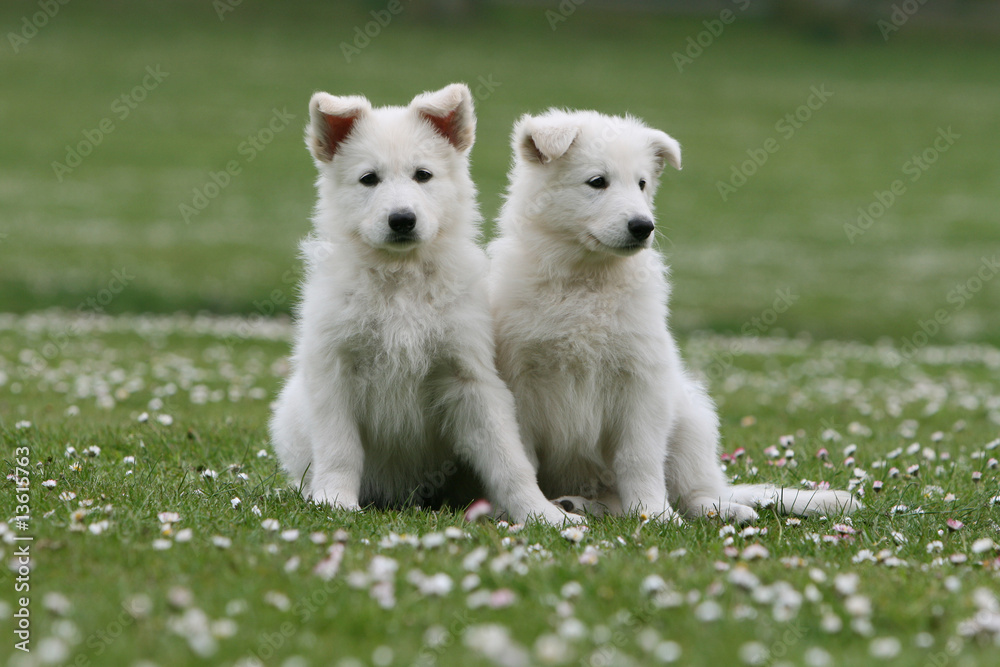 deux chiots bergers blancs suisse assis côte à côte