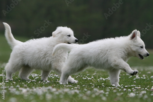 deux chiots bergers blancs suisse marchant d'un bon pas