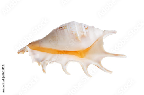 shell on a white background