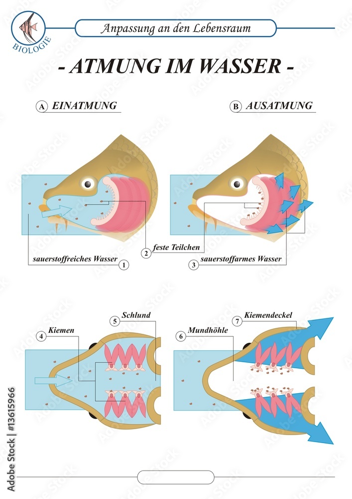 Naklejka premium FischeAtmung