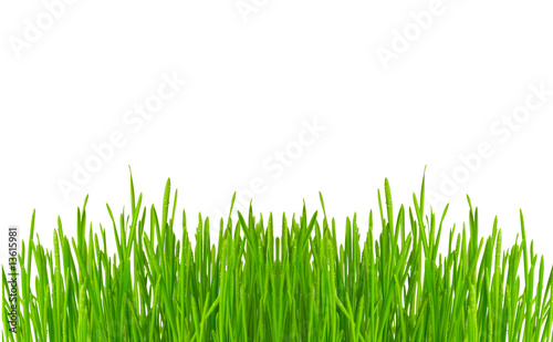 Drop on grass