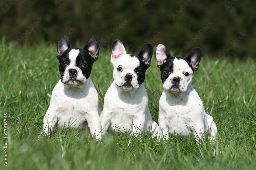 pose detente pour trois bouledogues français dans le jardin