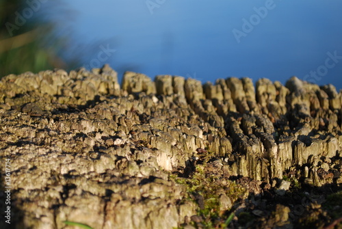 Macro souche arbre photo