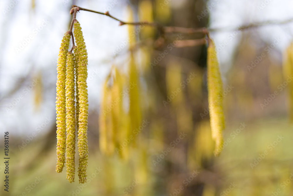 hazel tree male catkins. beginning of the spring hazel tree male catkins. beginning of the spring