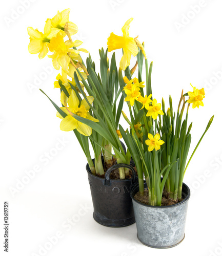 daffodil on white background