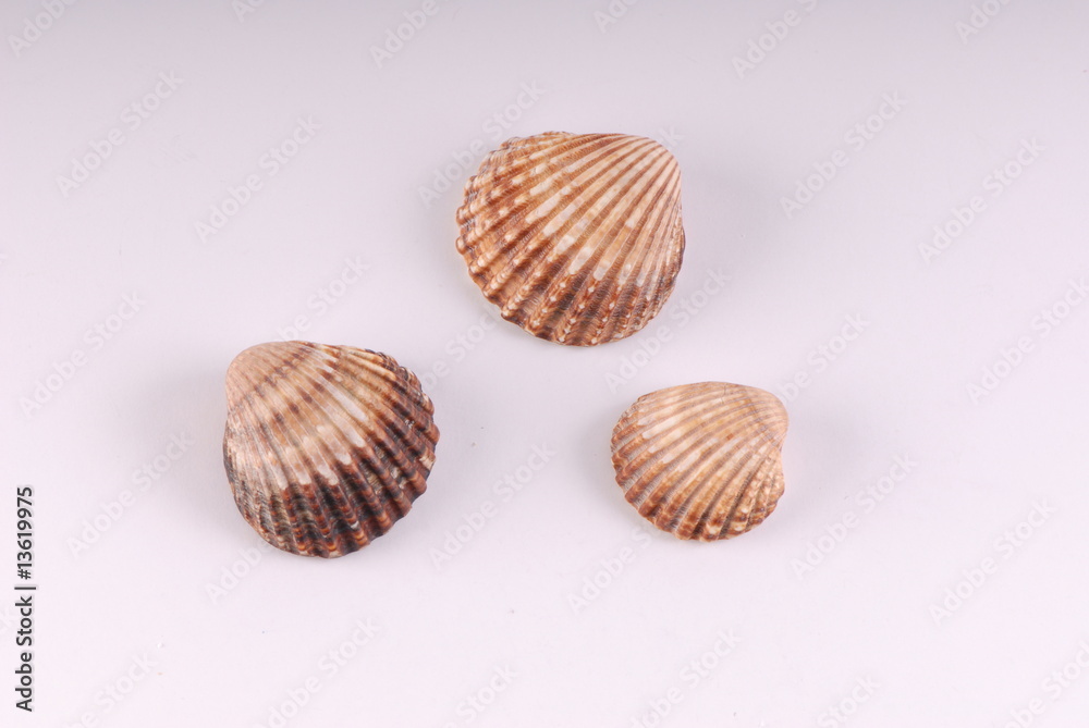 muszelki, scallops