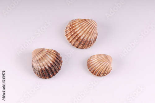 Obraz na płótnie muszelki, scallops w salonie
