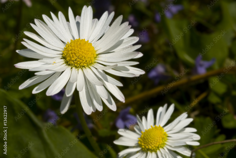 Fototapeta premium Gänseblümchen
