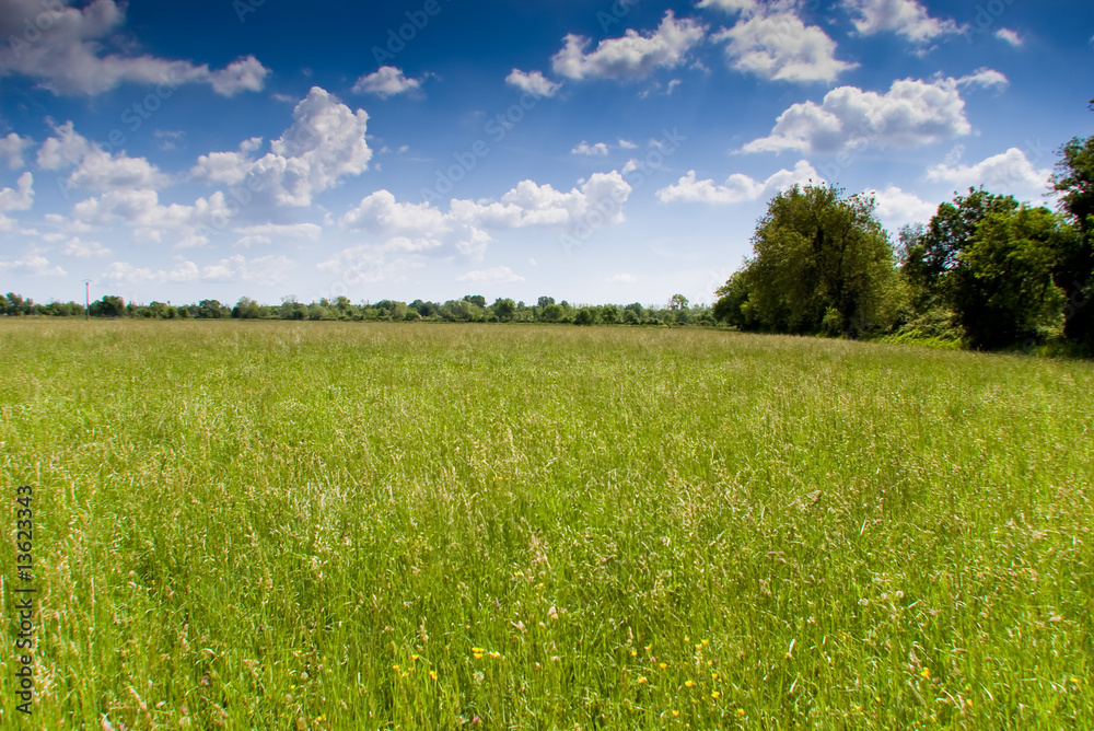 Fototapeta premium prairie