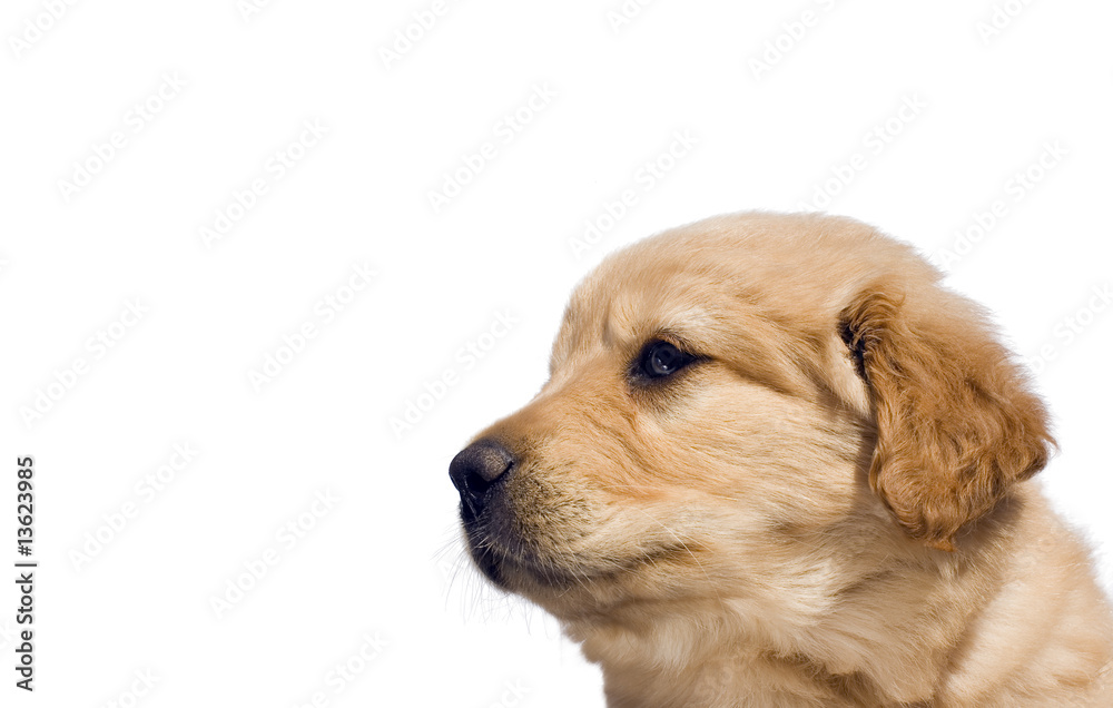 Cute yellow lab mix puppy, isolated over white with copy space. Cute yellow lab mix puppy, isolated over white with copy space.
