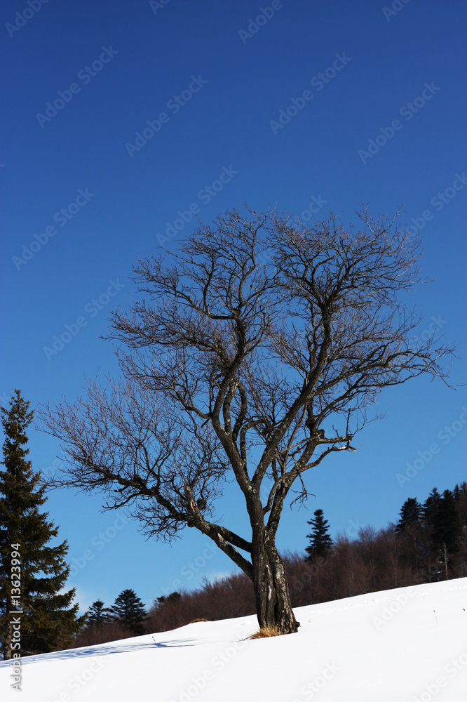 Fototapeta premium Tree in snow