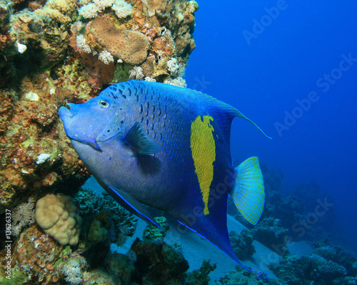 Yellowbar (Arabian) Angelfish (Pomacanthus maculosus)