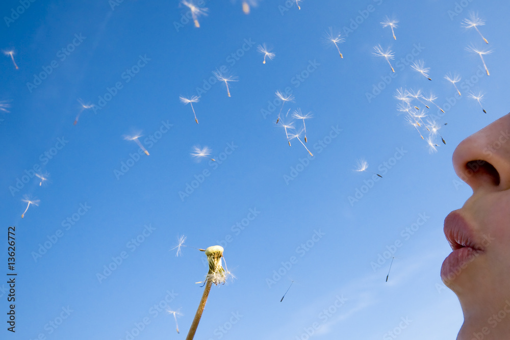 Obraz premium Pusteblume