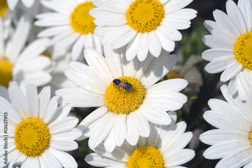 Fototapeta premium Flying on Daisy's