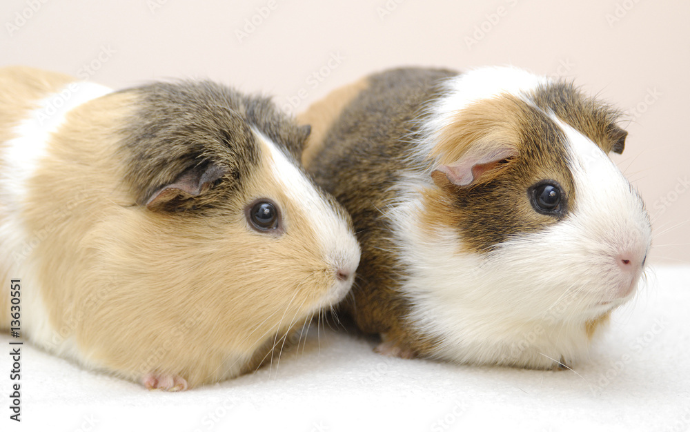 Zwei Meerschweinchen Zwei Meerschweinchen