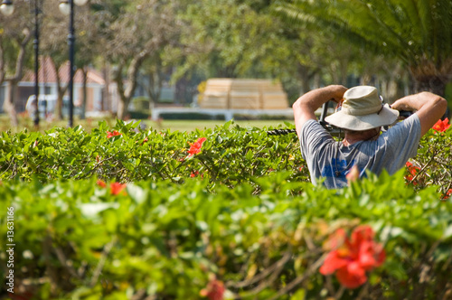 Man pruning bushes photo