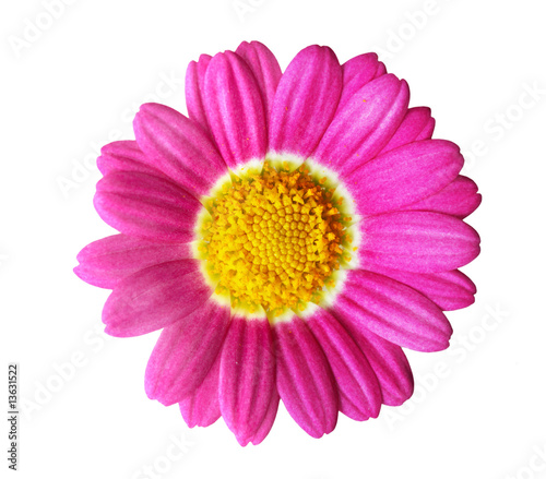 Pink Daisy