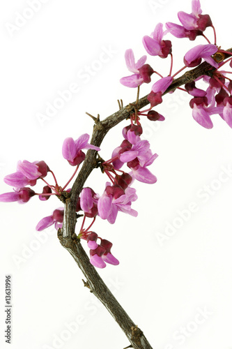 Twig with Pink Blossoms on White