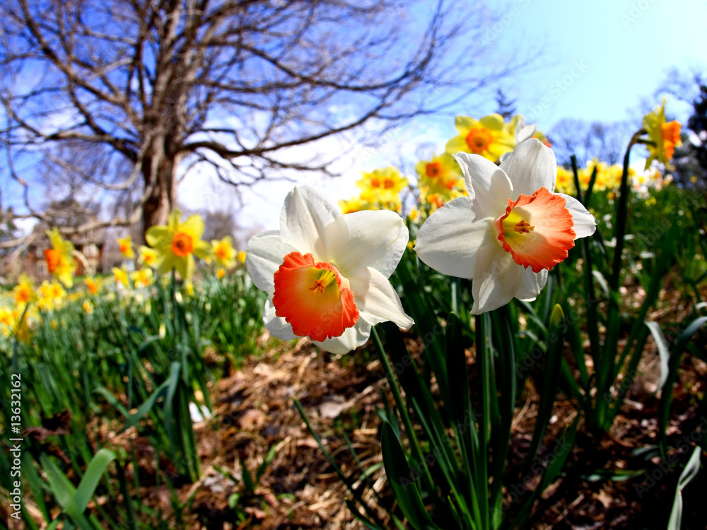 Fototapeta premium The daffodil blooming in spring