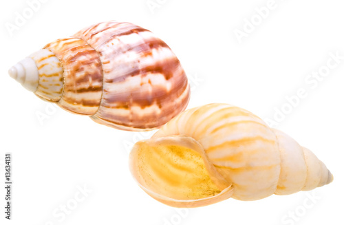 Scallop seashell from ocean isolated on white