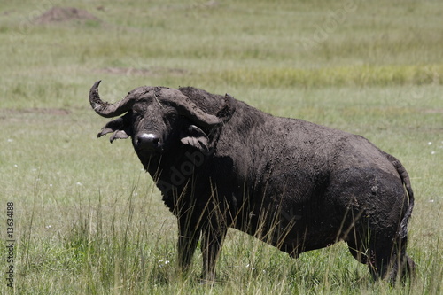 Water Buffalo © Ageless Adventurer