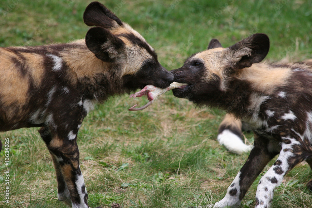 2 african wilddog pups pulling on a dead rat 2 african wilddog pups pulling on a dead rat