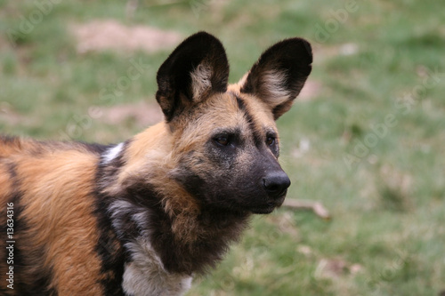 close up of a female african wilddog photo