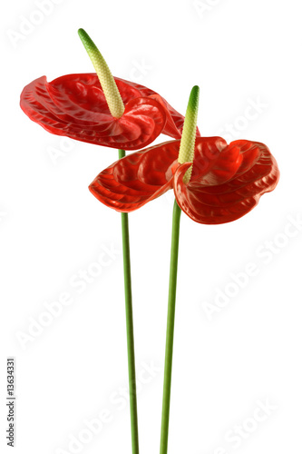 Fototapeta Naklejka Na Ścianę i Meble -  anthurium
