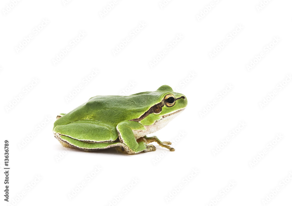Obraz premium Tree frog