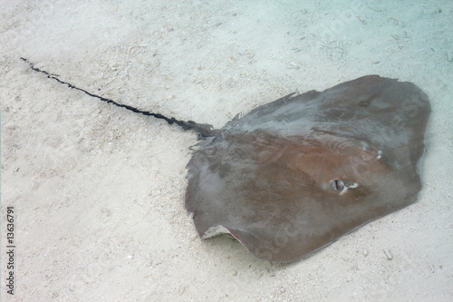 Stingray photo