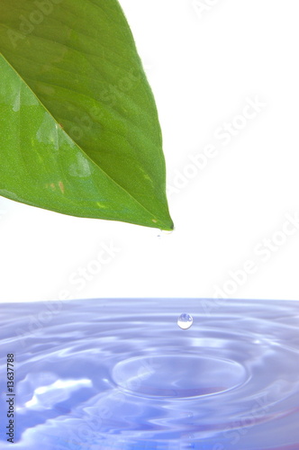 leaf and water photo