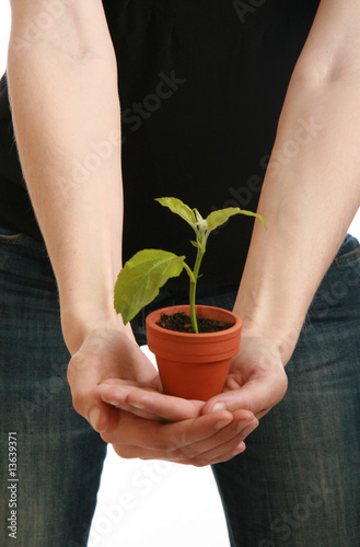 pousse d'un arbre, symbole de la protection de la nature photo