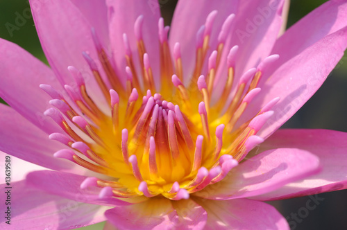 Pink water lily