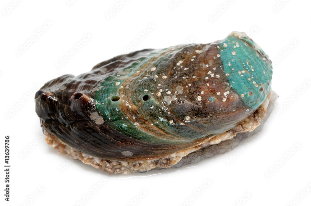 Raw abalone Raw abalone