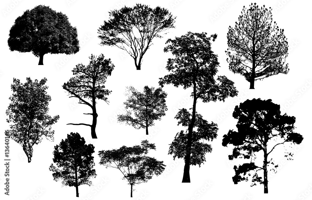 Obraz premium Tree silhouette